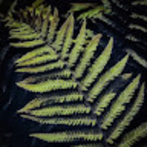 Meet your Posher, Salina